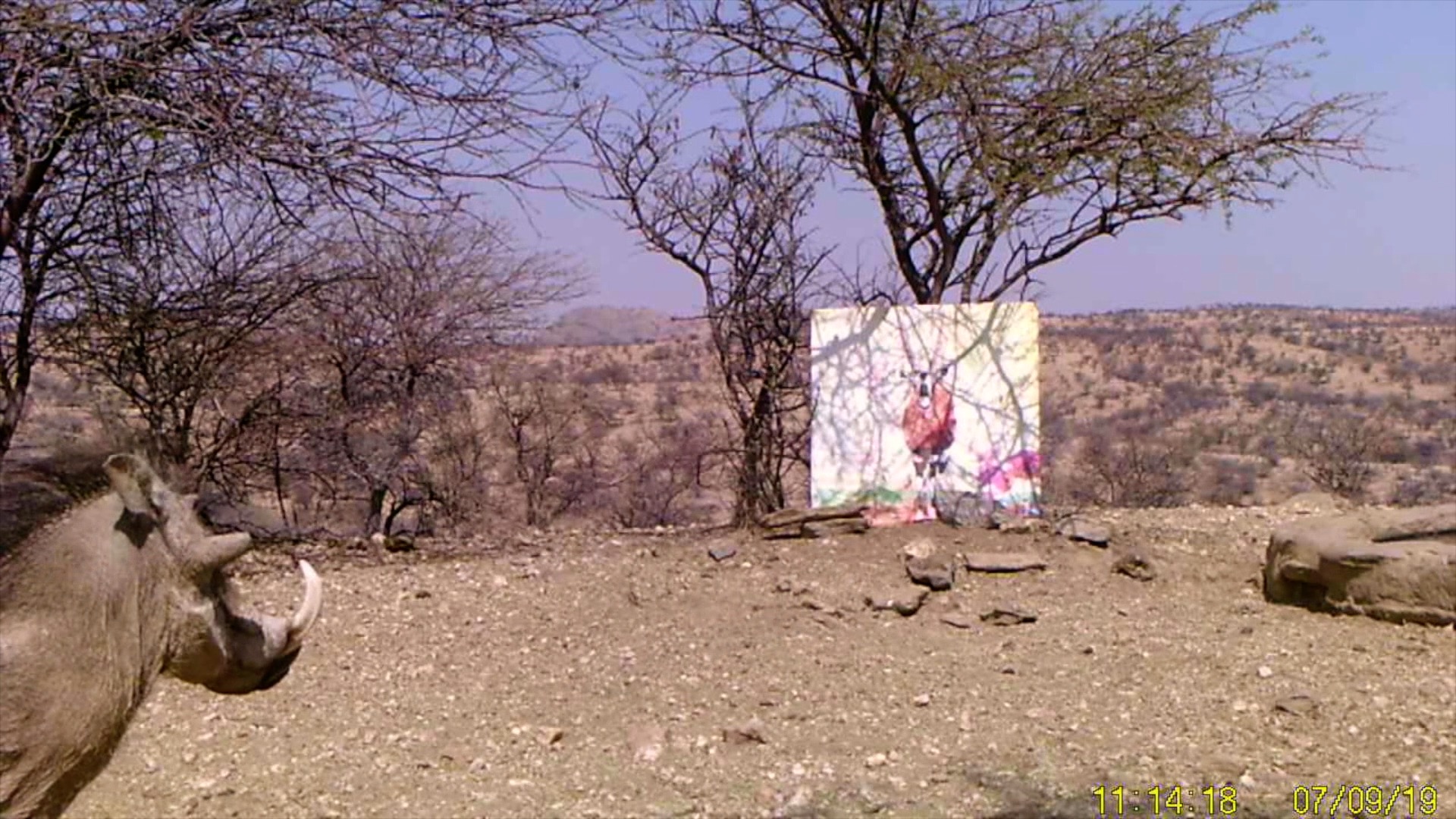 Filmstill SUPERWILDVISION Namibia 2019, Afrika, Nachtaufnahme Kunstprojekt von Irene Mueller, Warzenschwein betrachtet Gemaelde Antilope