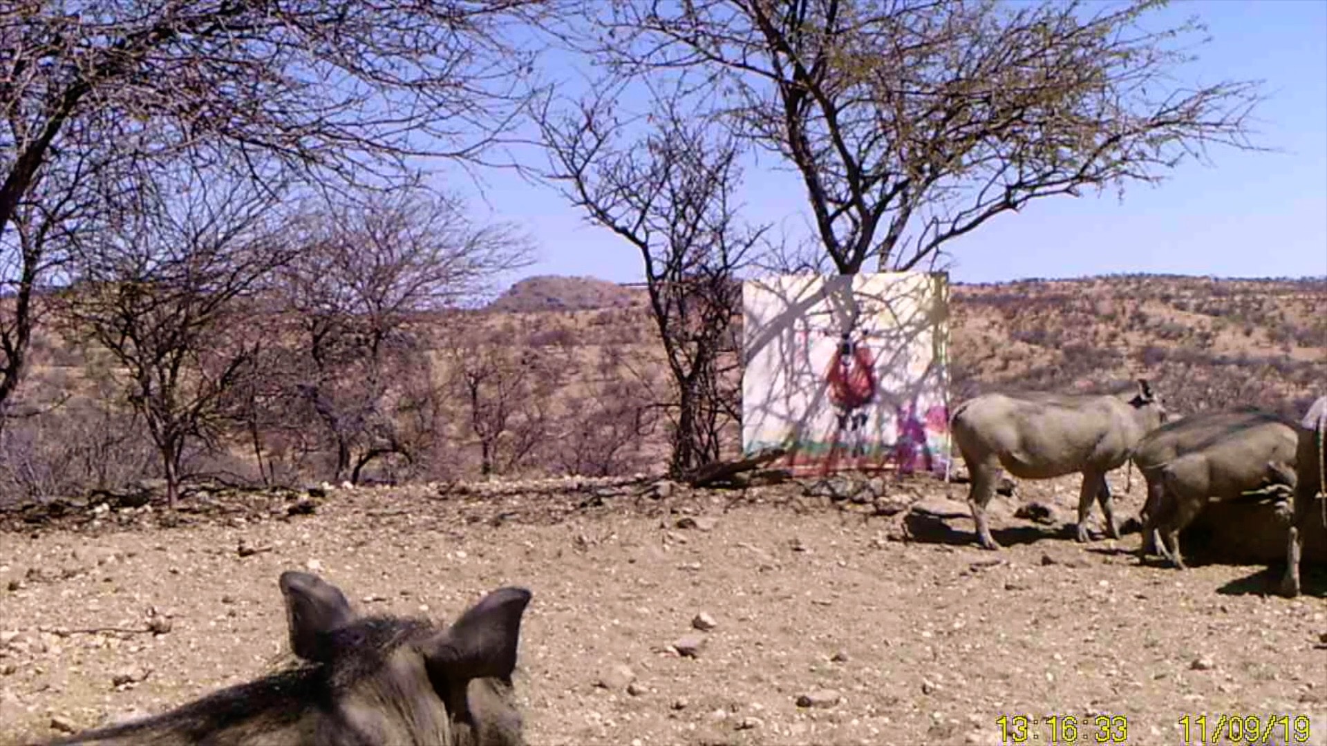 Filmstill SUPERWILDVISION Namibia 2019, Afrika, Kunstprojekt von Irene Mueller, Warzenschweine mit Gemaelde